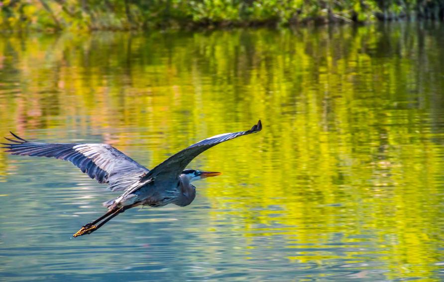 Bird flying