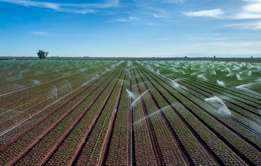 Agricultural Field in California Being Irrigated with Impact Sprinklers in Drought Conditions at Dusk Under Partly Cloudy Skies, Crops Being Watered in South Eastern California During Drought Conditions