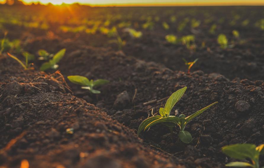 Sprouted green young sunflower on organic soil in a sunset. Plants cultivation. Agriculture..