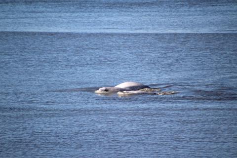 Port of Alaska Belugas