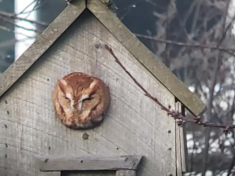 : A very rare sighting of a Red Morph Eastern Screech Owl in Chris’s backyard.