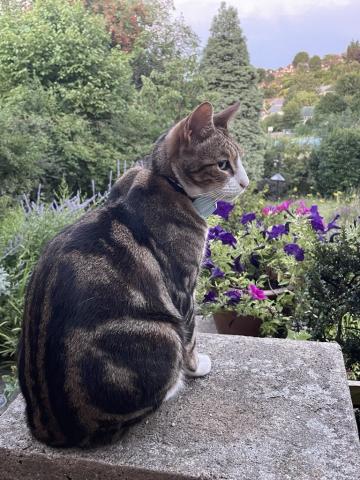 Gardening with one of her cat helpers