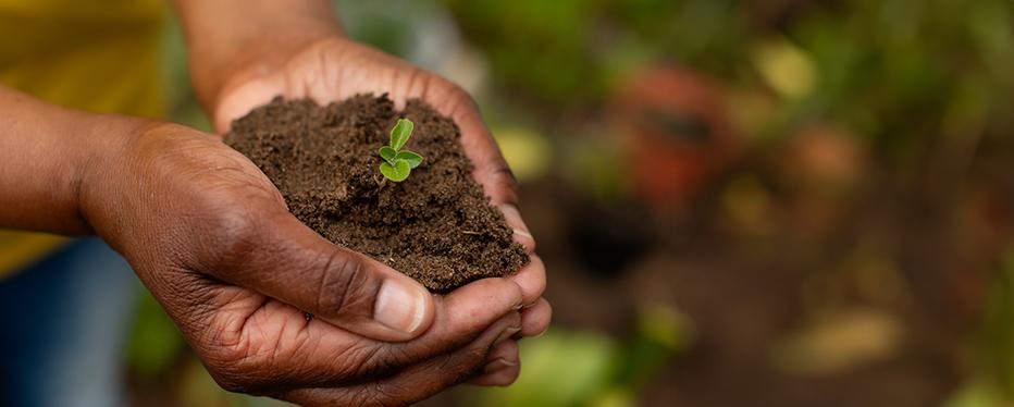 Black hands holding soil and small planting